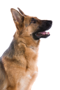 German Shepherd Insurance - Bought By Many