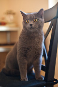 Indoor Cats, Insurance for Indoor Cats