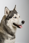 Siberian Husky Insurance - Bought By Many