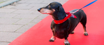 The rise and rise of the canine thespians